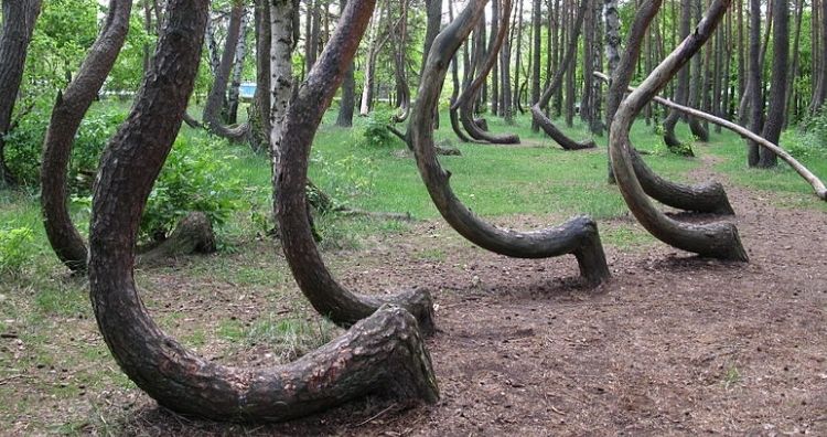 Crooked Forest 