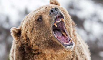 Picture 10 Dangerous Animals That Are Known to Be Merciless Towards Their Prey