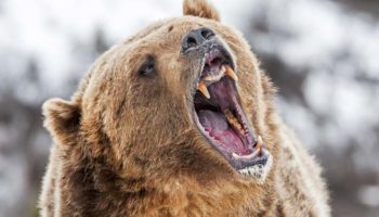 Picture 10 Dangerous Animals That Are Known to Be Merciless Towards Their Prey