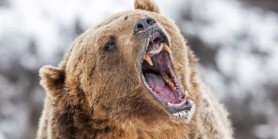 Picture 10 Dangerous Animals That Are Known to Be Merciless Towards Their Prey