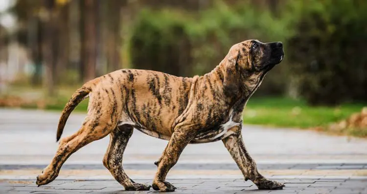 10 of the Most Dangerous and Banned Dog Breeds in the World
