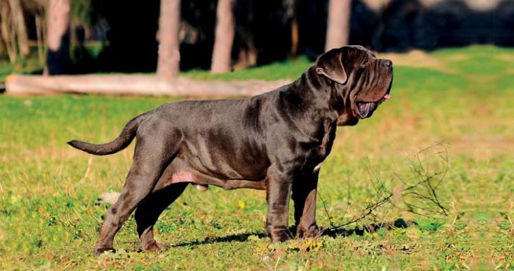 10 of the Most Dangerous and Banned Dog Breeds in the World