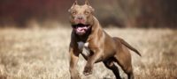 Picture 10 of the Most Dangerous and Banned Dog Breeds in the World