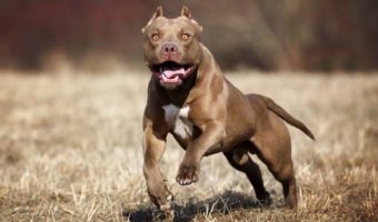 Picture 10 of the Most Dangerous and Banned Dog Breeds in the World
