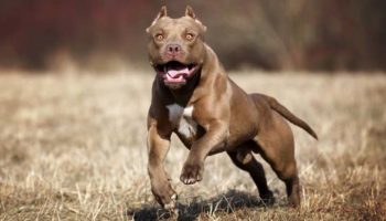 Picture 10 of the Most Dangerous and Banned Dog Breeds in the World