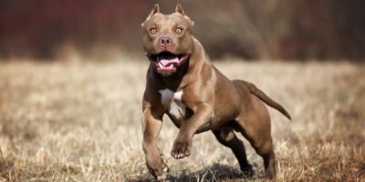 Picture 10 of the Most Dangerous and Banned Dog Breeds in the World