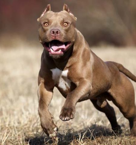 Picture 10 of the Most Dangerous and Banned Dog Breeds in the World