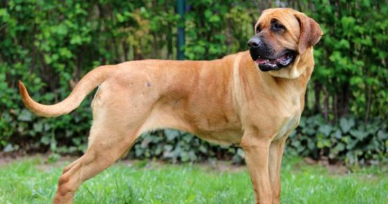 10 of the Most Dangerous and Banned Dog Breeds in the World