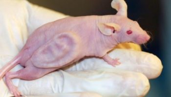 Picture 10 Strange Things that Were Grown in a Lab