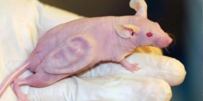 Picture 10 Strange Things that Were Grown in a Lab