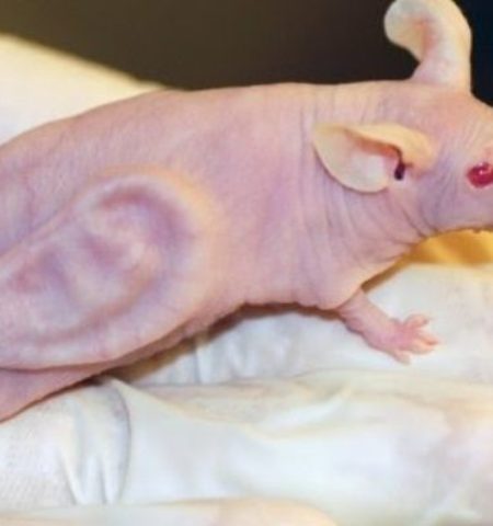 Picture 10 Strange Things that Were Grown in a Lab