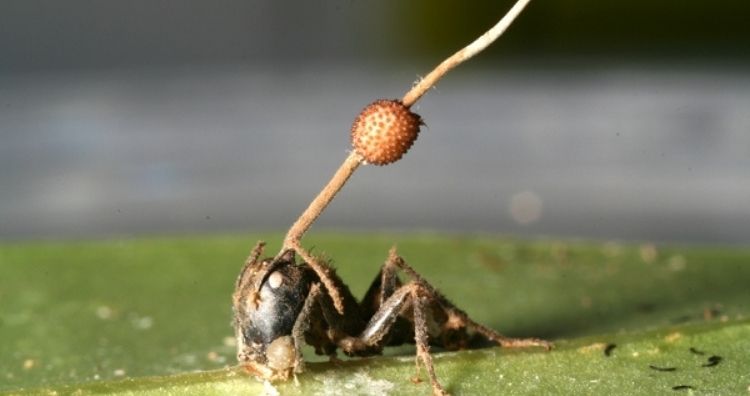 Zombie-ant fungus 