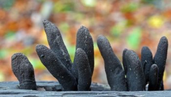 Picture 10 Weird Parasites and Fungi You Wouldn’t Believe Exist