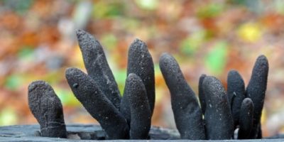 Picture 10 Weird Parasites and Fungi You Wouldn’t Believe Exist