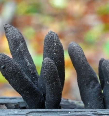 Picture 10 Weird Parasites and Fungi You Wouldn’t Believe Exist