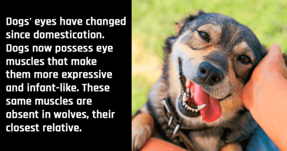 lesser-known animal facts - Unbelievable Facts