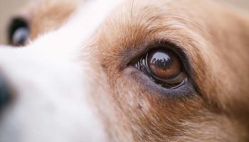 Picture 12 Lesser-known Animal Facts that Will Surely Surprise You