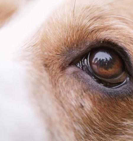 Picture 12 Lesser-known Animal Facts that Will Surely Surprise You