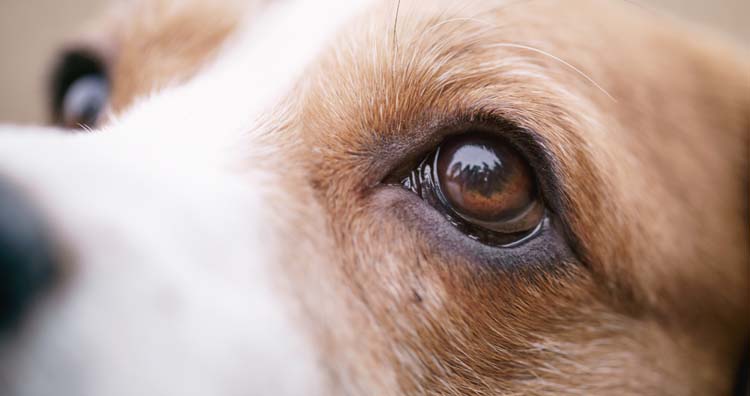 Dogs' eyes 