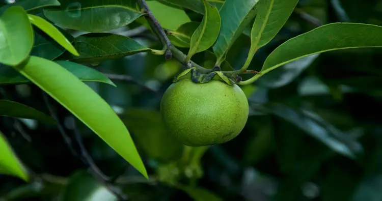 Manchineel Tree