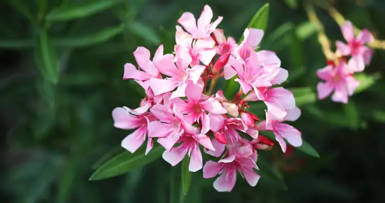 Nerium Oleander