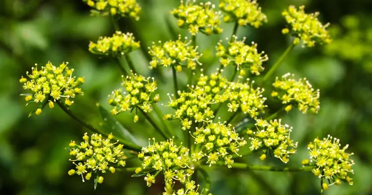 Wild Parsnip Plant