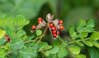 Picture 10 of the Most Dangerous Plants in the World