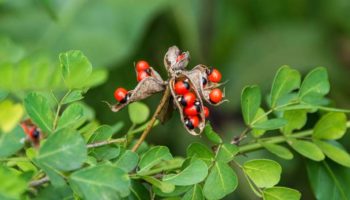 Picture 10 of the Most Dangerous Plants in the World