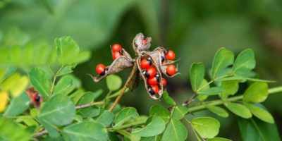 Picture 10 of the Most Dangerous Plants in the World