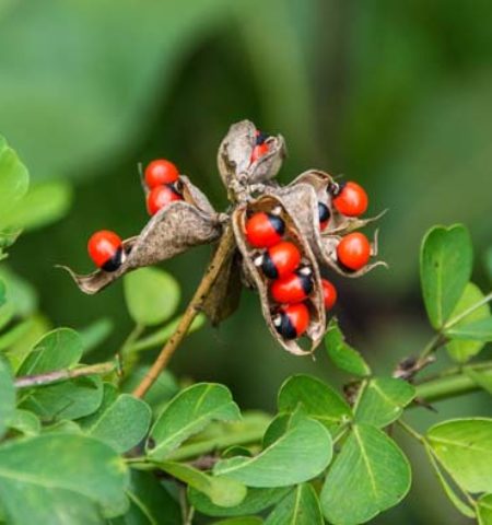 Picture 10 of the Most Dangerous Plants in the World