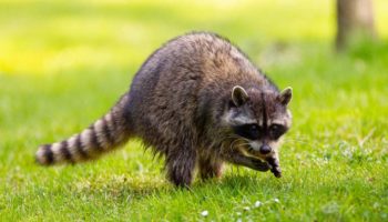 Picture 12 Wild Animals that Seem not to Be Dangerous, but they Actually Are