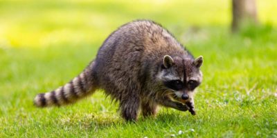 Picture 12 Wild Animals that Seem not to Be Dangerous, but they Actually Are