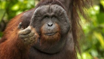 Picture 10 of the Most Intelligent Animals on the Planet