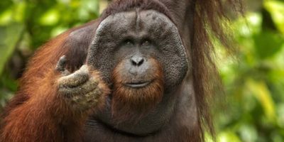 Picture 10 of the Most Intelligent Animals on the Planet