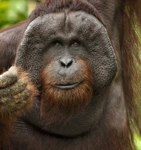 Picture 10 of the Most Intelligent Animals on the Planet