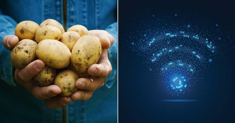 Potatoes can absorb and reflect WiFi signals