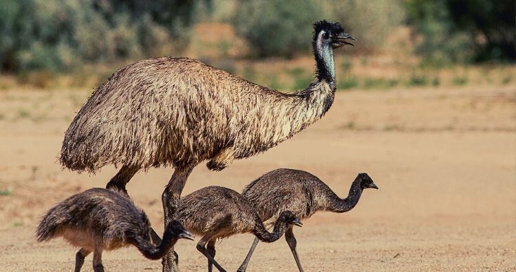 Emu War 