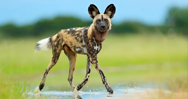 African Wild Dog