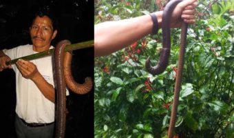 Picture 10 Creatures You Won’t Believe Actually Exist – Part 3!