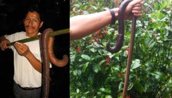 Picture 10 Creatures You Won’t Believe Actually Exist – Part 3!