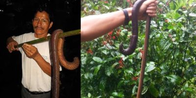 Picture 10 Creatures You Won’t Believe Actually Exist – Part 3!