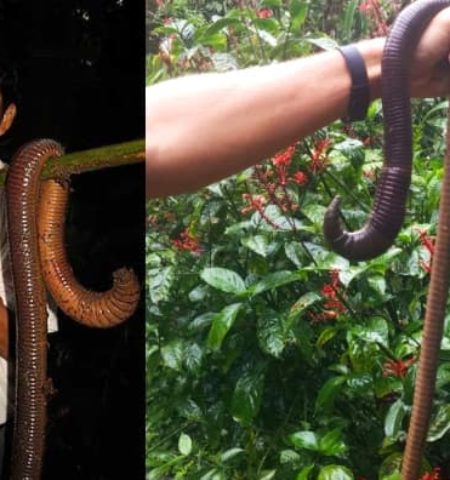 Picture 10 Creatures You Won’t Believe Actually Exist – Part 3!