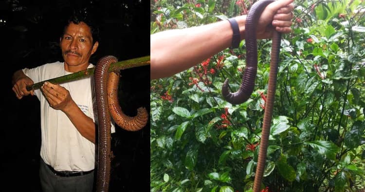 Amazonian Giant Earthworm