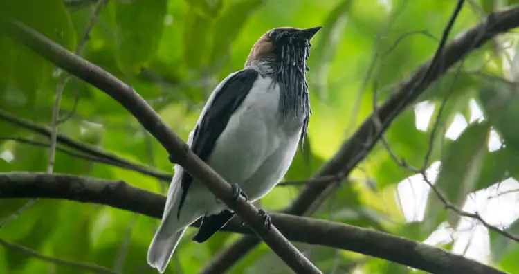 Bearded Bellbird