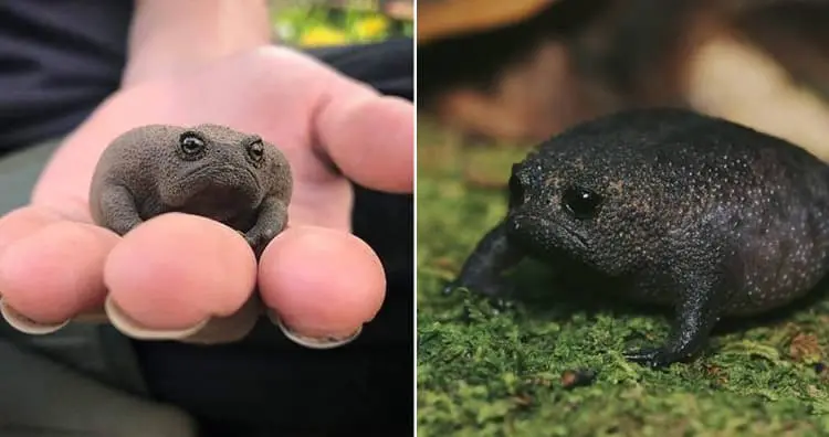 Black Rain Frog