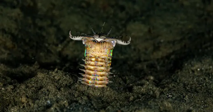 Bobbit Worm