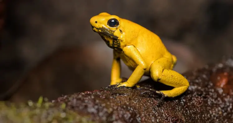 Golden Poison Frog