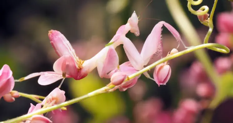 Orchid Mantis