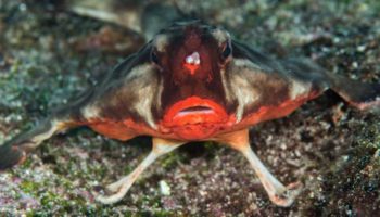 Picture 10 of the Strangest Yet Fascinating Animal Evolutions