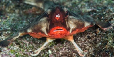 Picture 10 of the Strangest Yet Fascinating Animal Evolutions